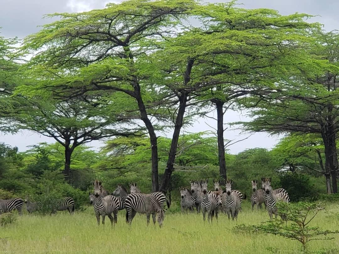 Nyerere National Park: Hazina ya Asili Inayosimulia Utajiri wa Tanzania